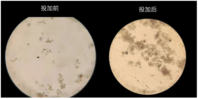 庫巴魯?氨氮激活菌使用前后對(duì)比圖